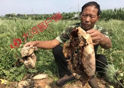 岚山吃瓜事件真相视频大全,揭秘真相背后的视频大全