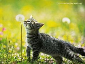 吃贝贝瓜的猫咪视频播放,萌态百出视频走红网络