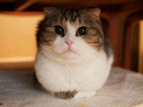 吃贝贝瓜的猫咪视频播放,萌态百出视频走红网络