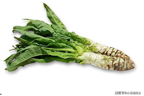 小莴苣叶子吃瓜视频大全,趣味横生的美食之旅