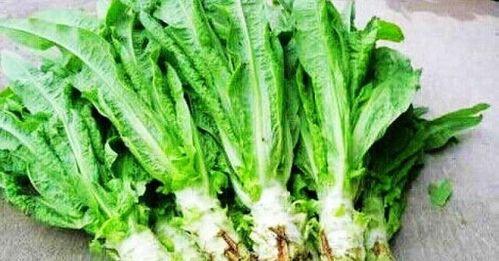 小莴苣叶子吃瓜视频大全,趣味横生的美食之旅