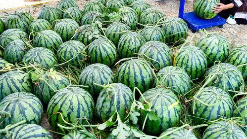 外国人吃瓜群视频大全,外国人吃瓜群视频大赏