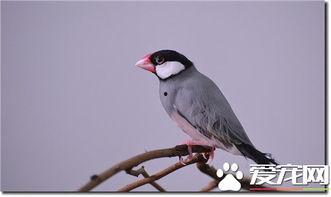 灰文鸟吃哈密瓜会死吗视频,灰文鸟食用哈密瓜致命之谜揭秘