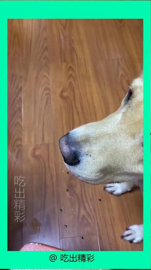 小狗吃瓜吐籽怎么办视频,轻松应对小宠物健康危机