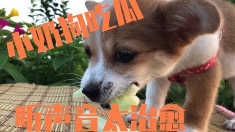 小狗吃瓜吐籽怎么办视频,轻松应对小宠物健康危机
