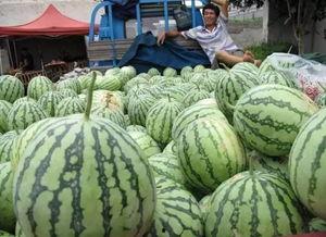 在高速上吃瓜视频,一场别开生面的“吃瓜”之旅