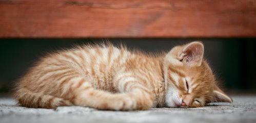 猫咪吃瓜视频教程,轻松学会给萌宠制作美味瓜果