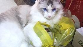 布偶猫吃瓜视频,萌态尽显，网友直呼“治愈系”