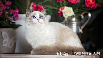 布偶猫吃瓜视频,萌态尽显，网友直呼“治愈系”