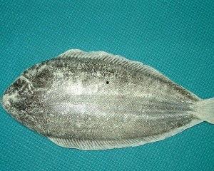 带你吃大瓜比目鱼视频,带你品尝海洋美味