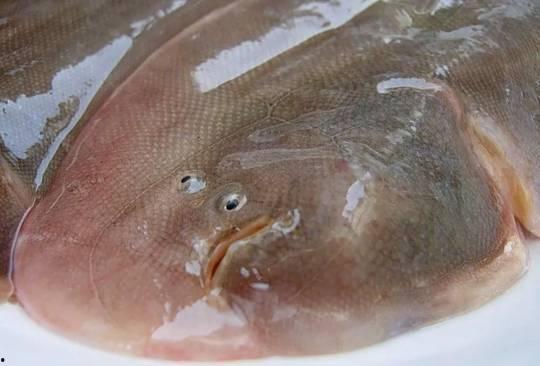 带你吃大瓜比目鱼视频,带你品尝海洋美味