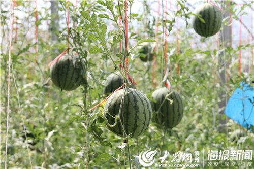 陇南吃瓜事件视频最新,一场引发热议的网络风波