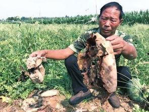 陇南吃瓜事件视频最新,一场引发热议的网络风波