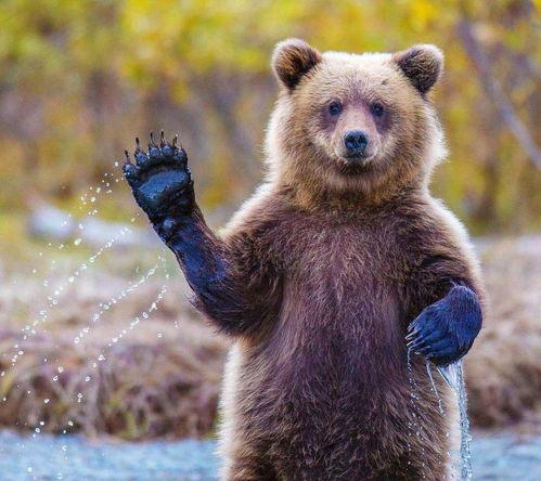 吃瓜小熊调奶师视频,揭秘奶爸育儿日常