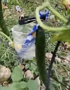 丰县吃瓜事件真相视频曝光,视频曝光揭示惊人内幕