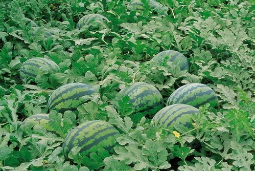 农村吃瓜视频素材网站,揭秘乡村生活趣味瞬间