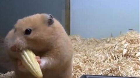 仓鼠吃瓜完整视频,萌宠美食大揭秘