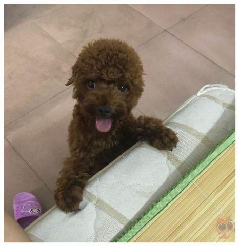 泰迪吃瓜视频完整版,完整版视频深度解析