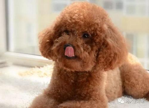 泰迪吃瓜视频完整版,完整版视频深度解析