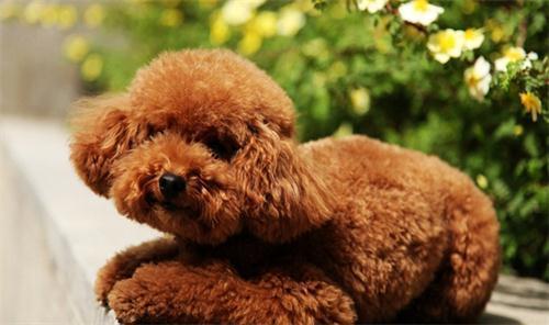 泰迪吃瓜视频完整版,完整版视频深度解析