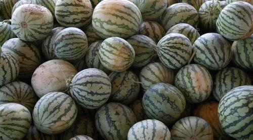 网红黑瓜吃料视频,揭秘网红美食背后的真相