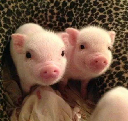 粉红色的猪吃瓜视频大全,趣味视频大全集锦