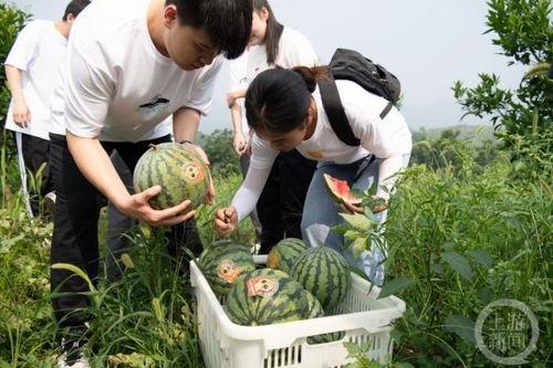 重庆江北吃瓜事件视频最新,一场引发热议的街头冲突瞬间