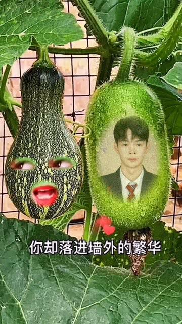 吃瓜礼物特效视频,揭秘吃瓜礼物特效视频背后的趣味与创意