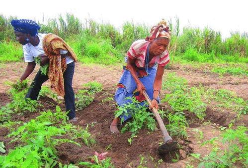 种地吃瓜视频大全,种地吃瓜视频大全集锦