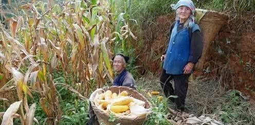 种地吃瓜视频大全,种地吃瓜视频大全集锦