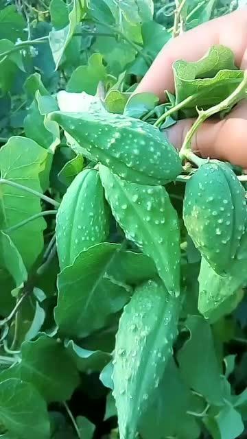 东北吃瓜视频大全,盘点全网热门吃瓜视频大全