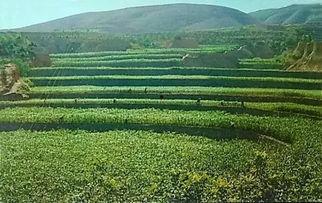 大寨吃瓜视频,揭秘农村夏日生活新风尚