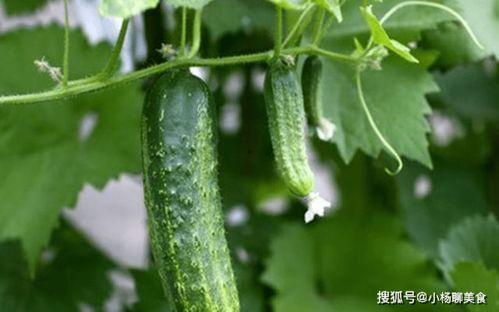 吃生洋瓜会中毒吗视频,专家解析食品安全知识