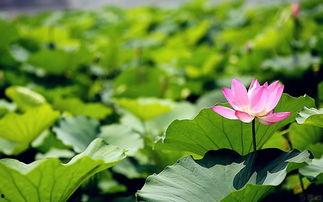 荷花妹妹吃瓜视频,揭秘娱乐圈幕后故事