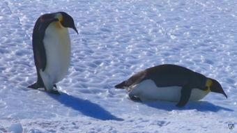 企鹅吃瓜搞笑段子视频,萌态可掬笑翻网友
