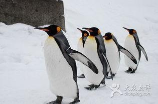 企鹅吃瓜搞笑段子视频,萌态可掬笑翻网友