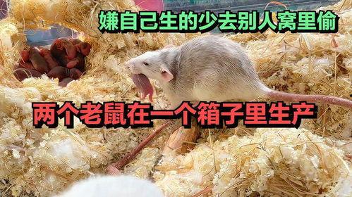 老鼠会偷毛瓜吃吗视频,揭秘老鼠偷吃毛瓜的神秘行为