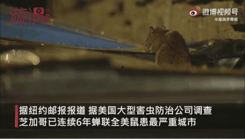 老鼠会偷毛瓜吃吗视频,揭秘老鼠偷吃毛瓜的神秘行为