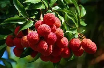 一颗荔枝吃瓜视频大全集,视频全集带你领略趣味生活瞬间