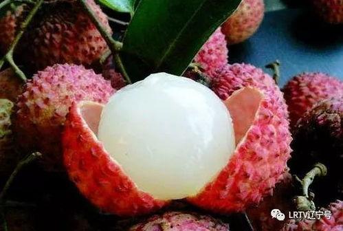 一颗荔枝吃瓜视频大全集,视频全集带你领略趣味生活瞬间