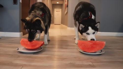 两只狗吃瓜比赛视频,两只狗狗的吃瓜大赛精彩瞬间
