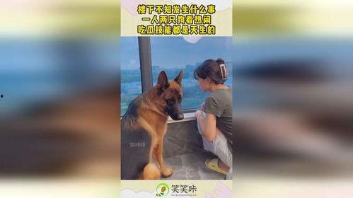 两只狗吃瓜比赛视频,两只狗狗的吃瓜大赛精彩瞬间