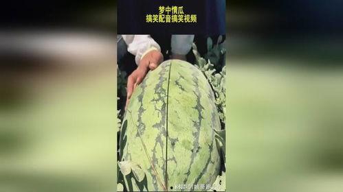中文吃瓜搞笑视频配音,笑料横生！吃瓜搞笑视频配音大盘点