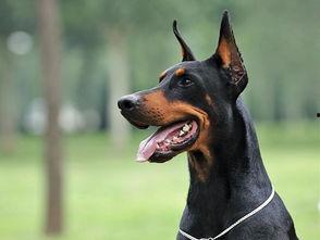 杜宾犬吃瓜现场视频大全,萌态百出！