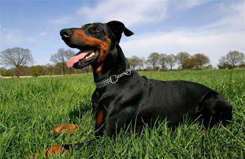 杜宾犬吃瓜现场视频大全,萌态百出！