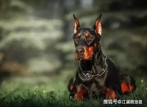 杜宾犬吃瓜现场视频大全,萌态百出！