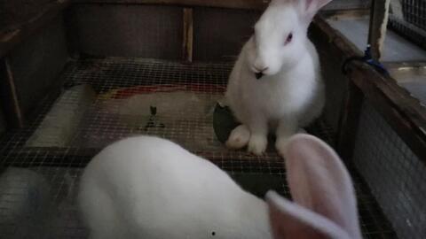 兔子吃夏瓜吗会死吗视频,揭秘其安全性及潜在风险