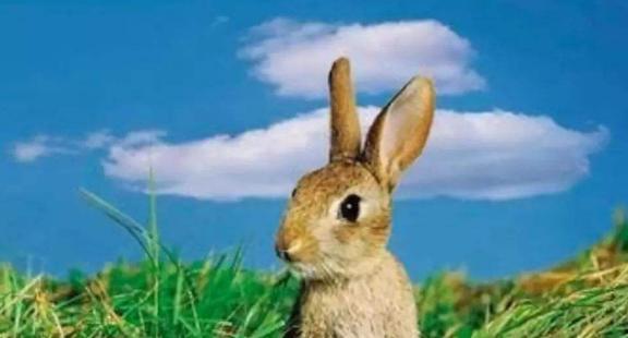 兔子吃夏瓜吗会死吗视频,揭秘其安全性及潜在风险