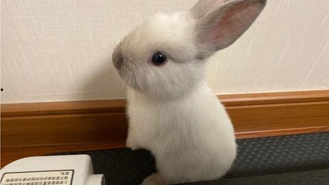 兔子吃夏瓜吗会死吗视频,揭秘其安全性及潜在风险