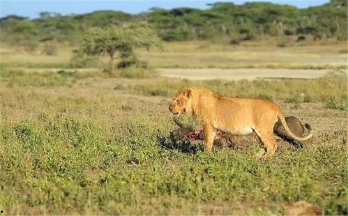 狮子吃瓜事件图片真实视频,一场意外的自然奇观